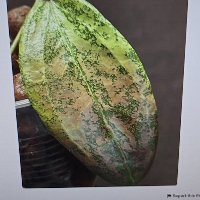 Photo of the plant species Hoya parviflora by @ConvictiveMira0 named Crush - Pink Crush on Greg, the plant care app