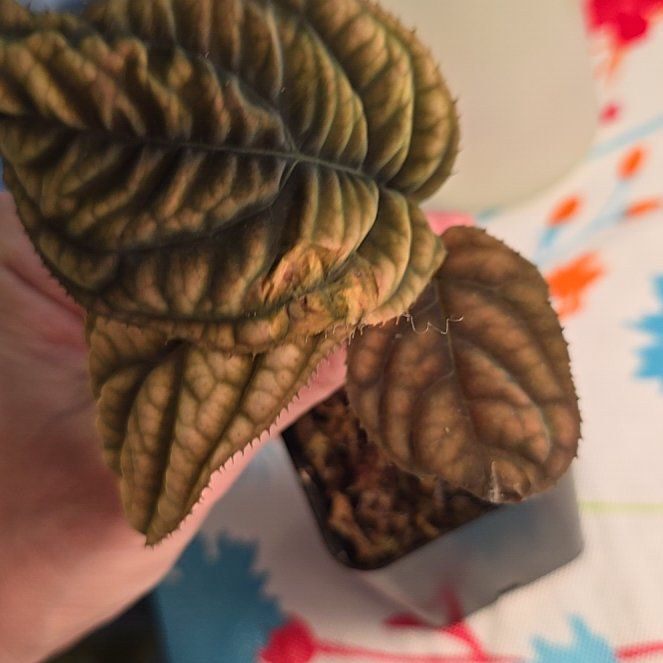 Photo of the plant species Ardisia 'Cool Fire' by @ConvictiveMira0 named Charlotte Bronte on Greg, the plant care app