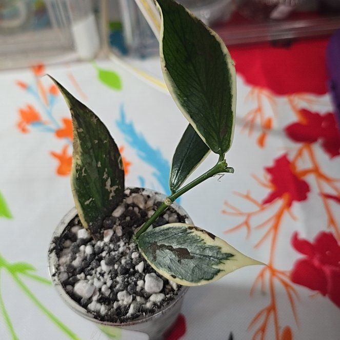 Photo of the plant species Fishtail Hoya by @ConvictiveMira0 named Wanda on Greg, the plant care app