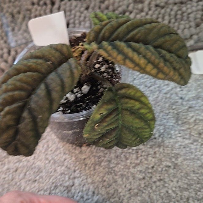 Photo of the plant species Ardisia 'Cool Fire' by @ConvictiveMira0 named Anne Bronte on Greg, the plant care app