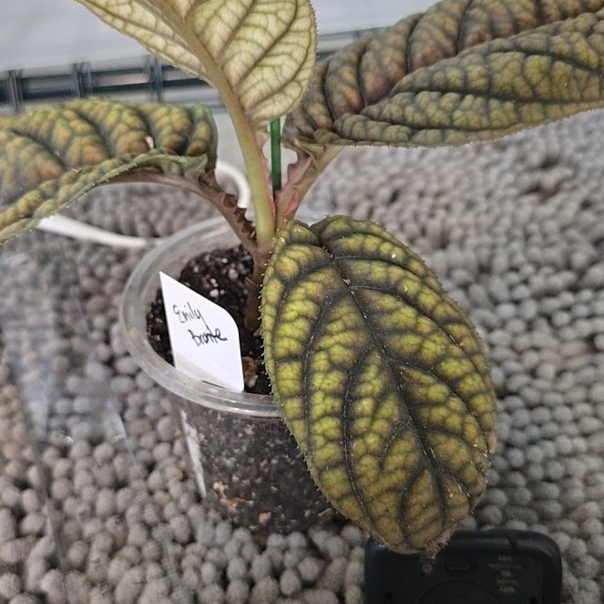 Photo of the plant species Ardisia 'Cool Fire' by @ConvictiveMira0 named Emily Bronte on Greg, the plant care app