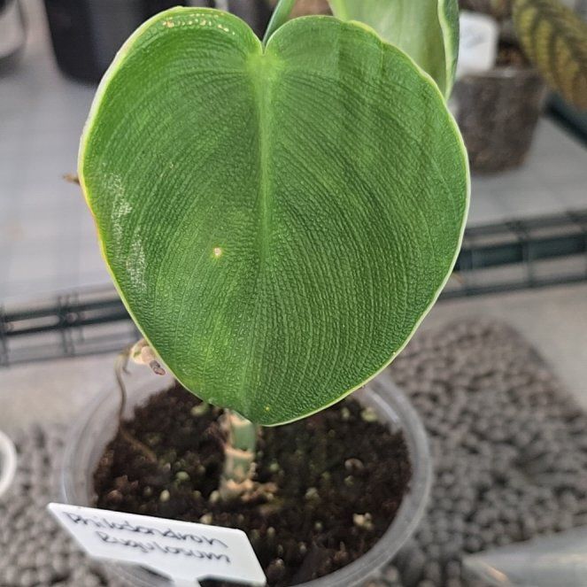 Photo of the plant species Pigskin Philodendron by @ConvictiveMira0 named Miss Piggy on Greg, the plant care app