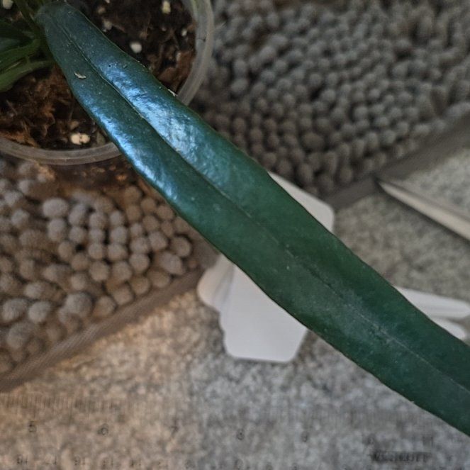 Photo of the plant species Blue Oil Fern by @ConvictiveMira0 named Bluey on Greg, the plant care app