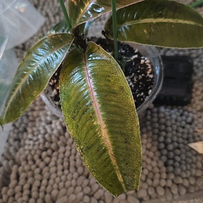 Photo of the plant species Labisia pumila 'Electric Pink' by @ConvictiveMira0 named Electra on Greg, the plant care app