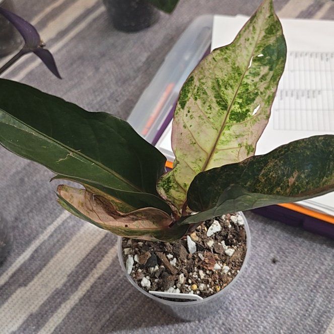 Photo of the plant species Variegated Hookeri by @ConvictiveMira0 named Vivian on Greg, the plant care app