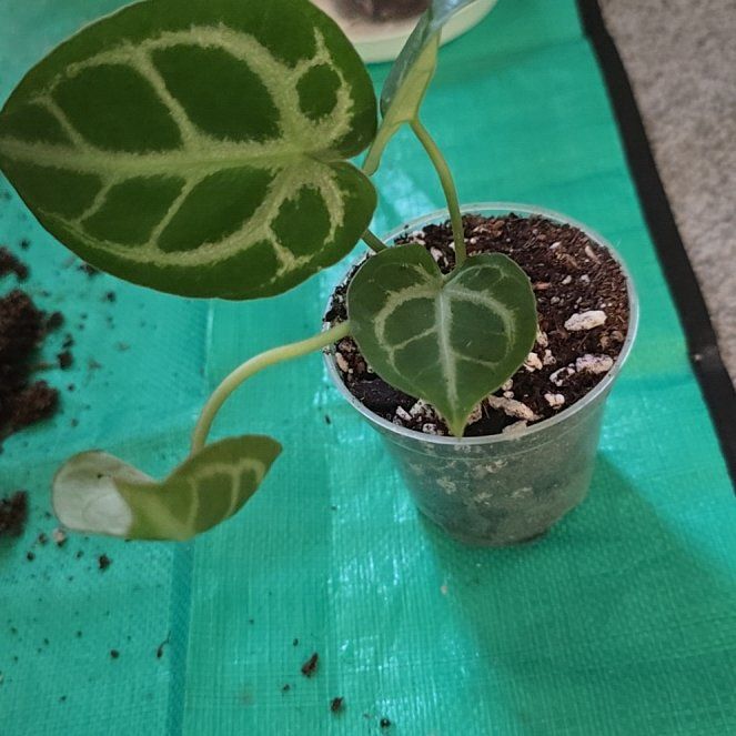 Photo of the plant species Anthurium Dark Form Crystallinum X Magnificum by @ConvictiveMira0 named Dark Matter on Greg, the plant care app