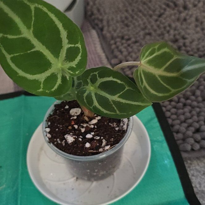Photo of the plant species Anthurium Crystallinum 'Red' by @ConvictiveMira0 named Crystal on Greg, the plant care app
