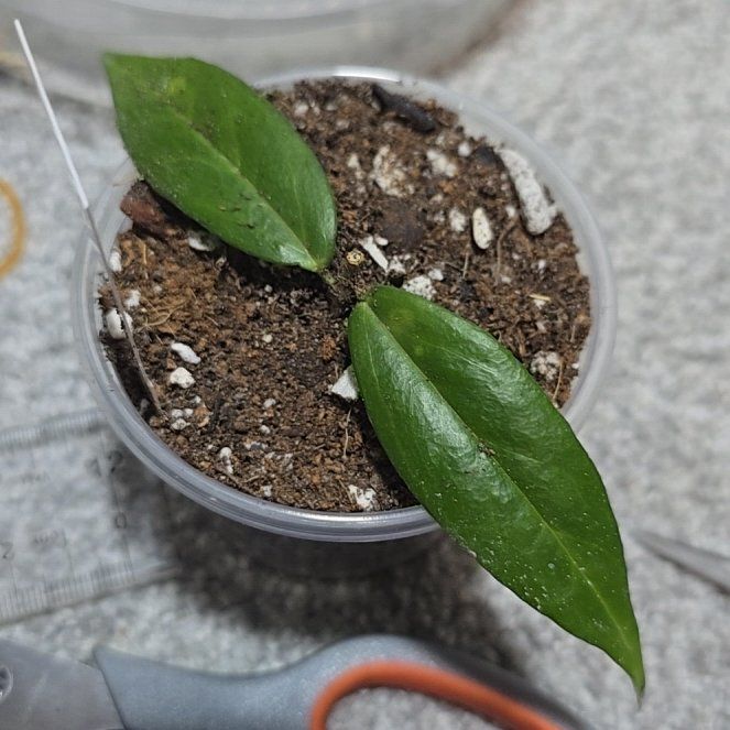 Photo of the plant species Hoya paradisea by @ConvictiveMira0 named Paradise on Greg, the plant care app