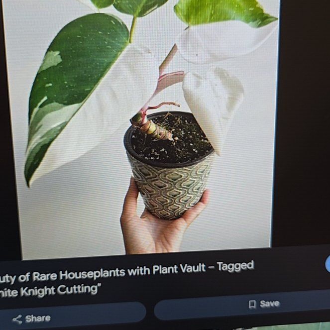 Photo of the plant species White Knight Philodendron by @ConvictiveMira0 named Lil Knight 2 on Greg, the plant care app