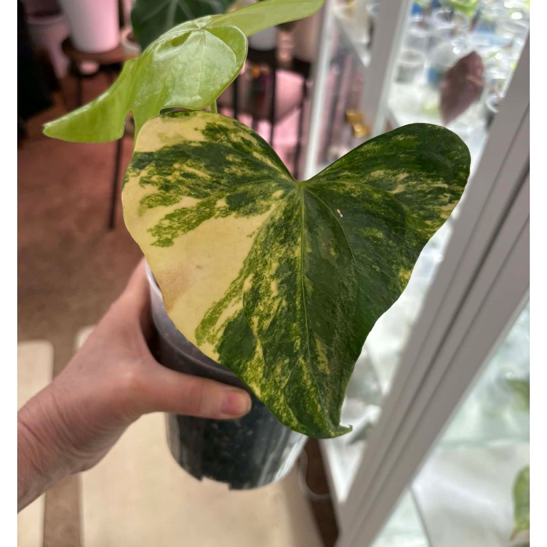 Photo of the plant species anthurium pterodactyl by @ConvictiveMira0 named Perry on Greg, the plant care app