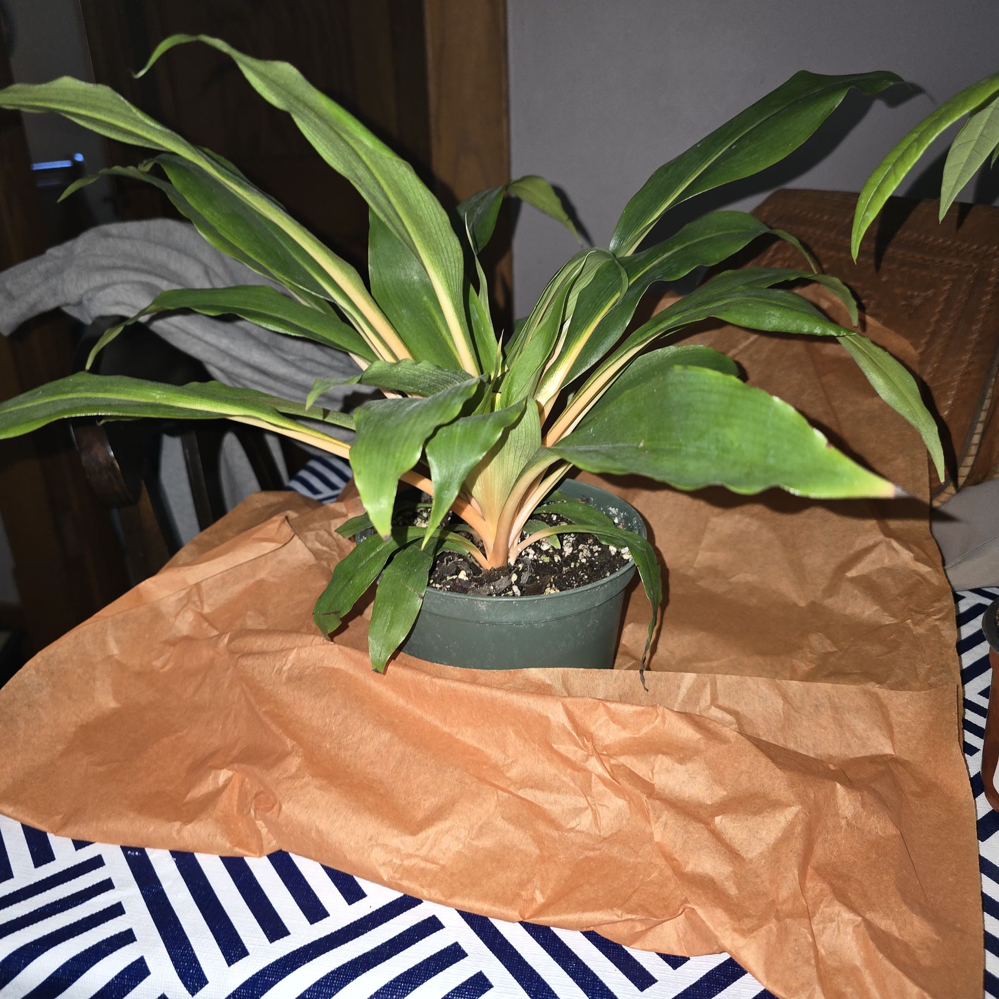 Photo of the plant species Chlorophytum 'Fire Flash' by @ConvictiveMira0 named Julius on Greg, the plant care app