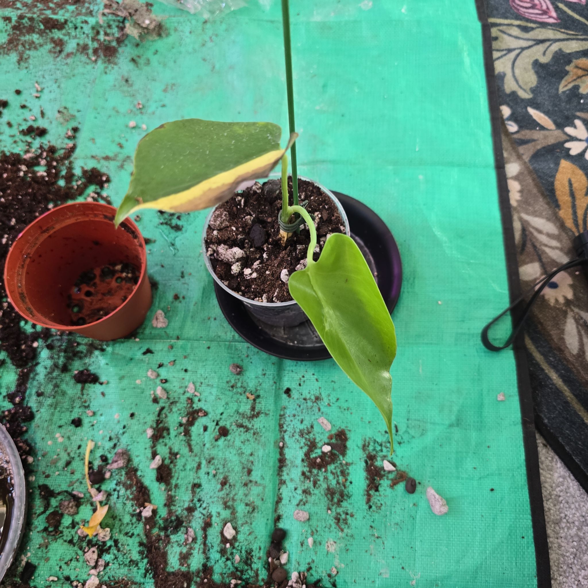 Photo of the plant species yellow variegated monstera by @ConvictiveMira0 named Aurea 3 on Greg, the plant care app