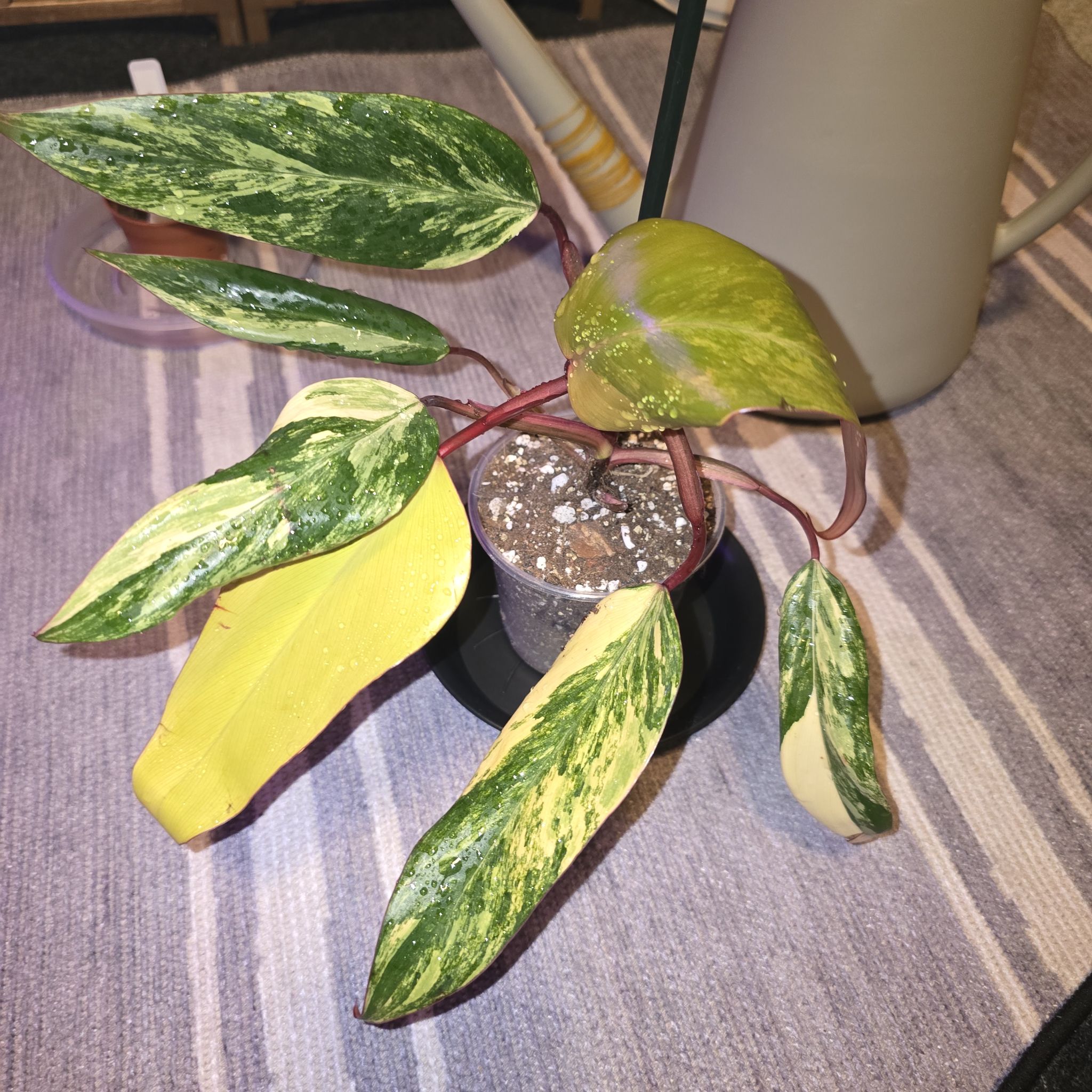 Photo of the plant species Strawberry Shake Philodendron by @ConvictiveMira0 named Master Shake on Greg, the plant care app