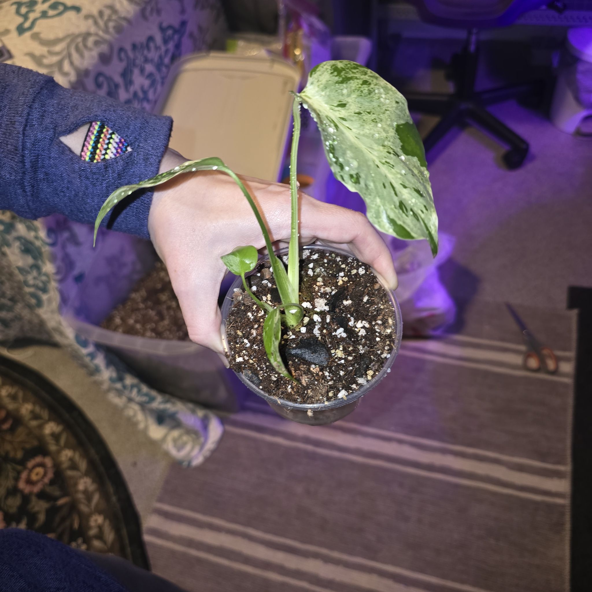 Photo of the plant species Monstera 'Bulbasaur' by @ConvictiveMira0 named Bulbasaurus on Greg, the plant care app