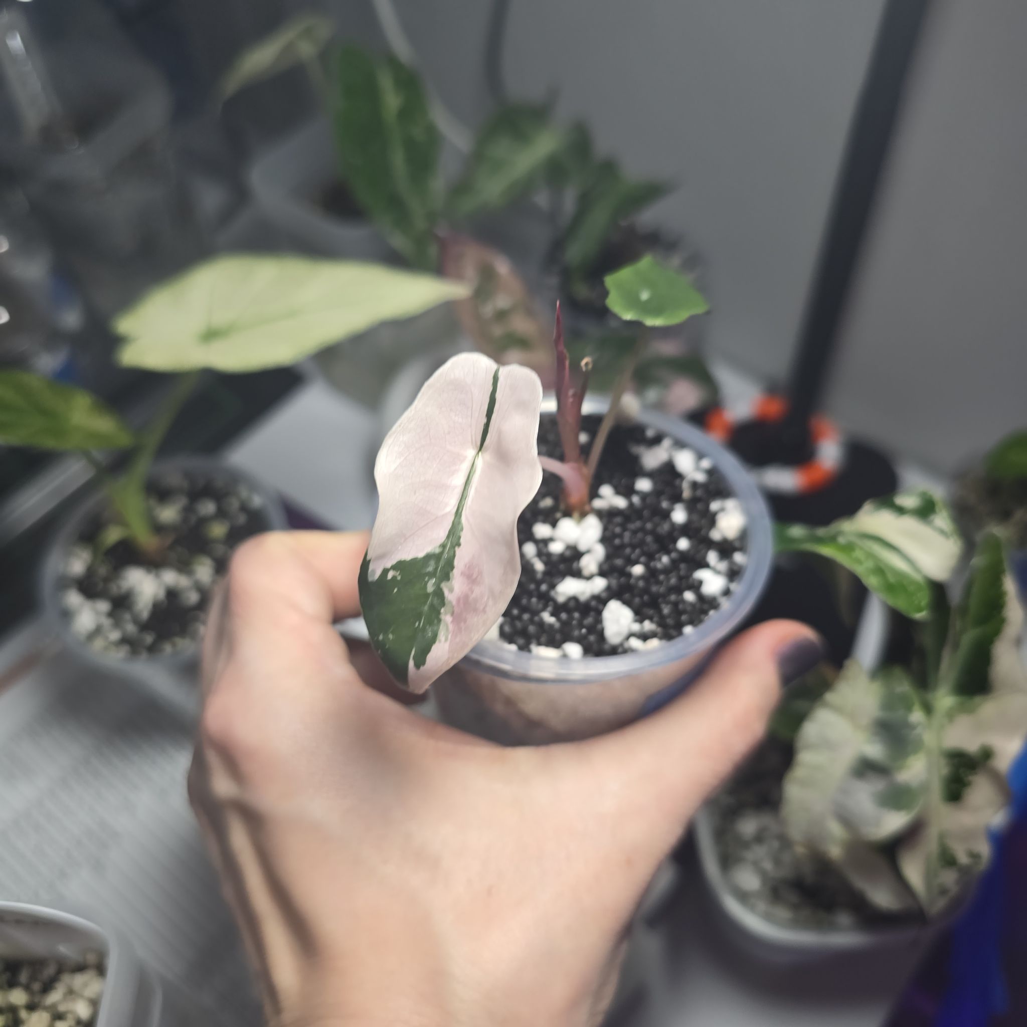 Photo of the plant species Alocasia Chantrieri Pink by @ConvictiveMira0 named Chant on Greg, the plant care app