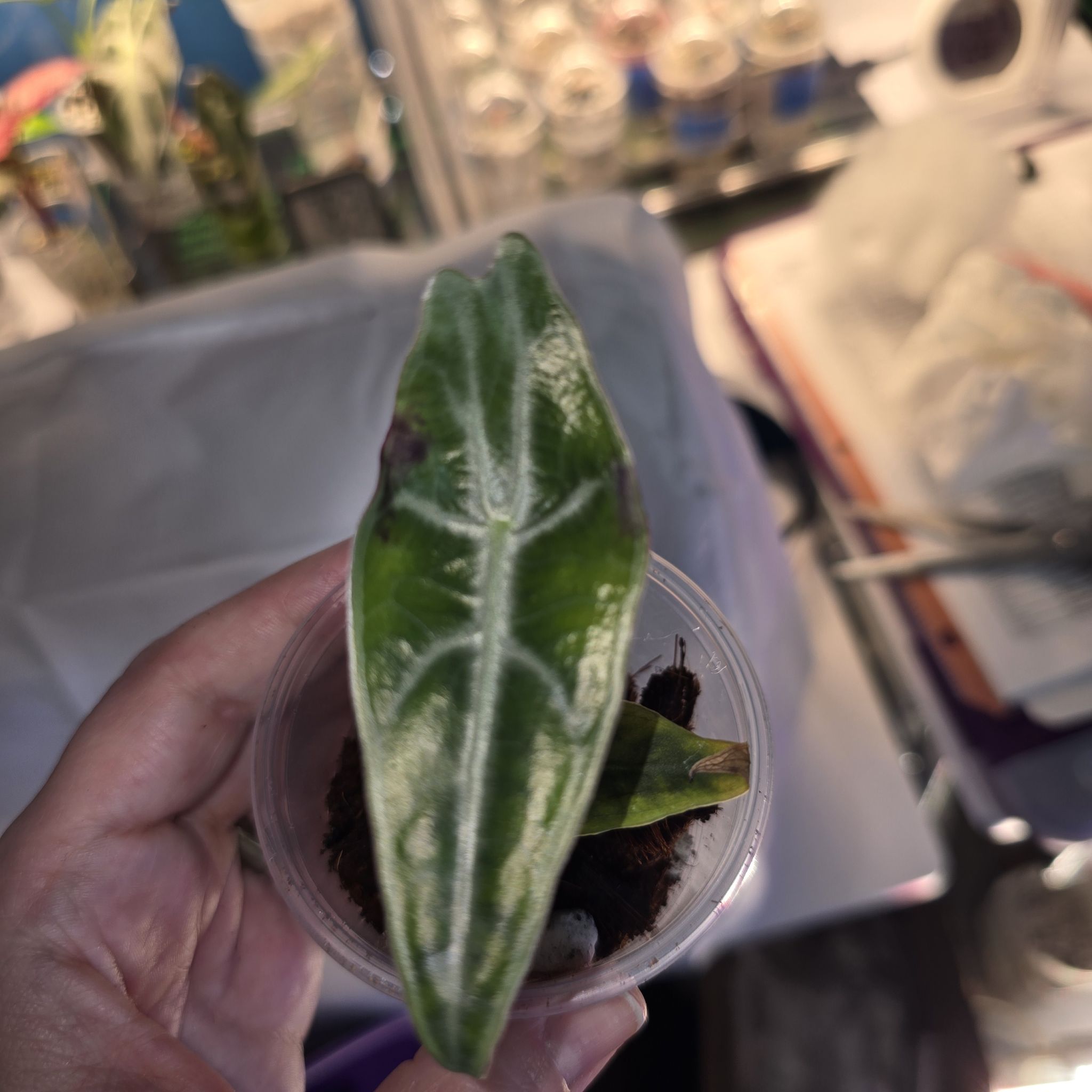 Photo of the plant species Alocasia Purpley by @ConvictiveMira0 named Purple Rain - Purple Alocasia on Greg, the plant care app