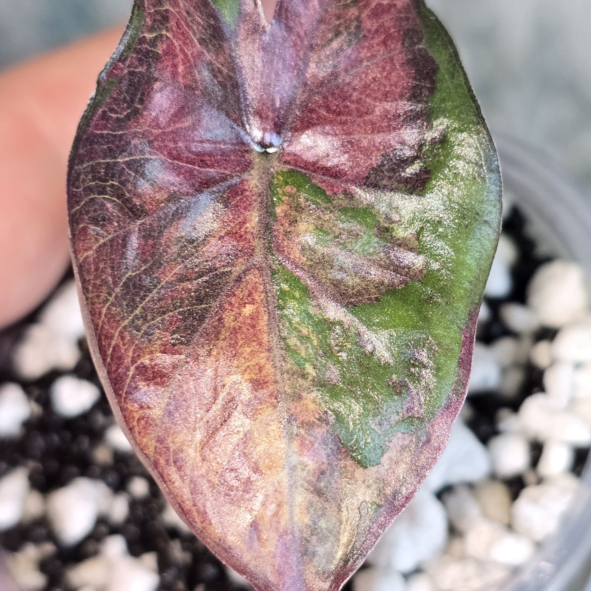 Photo of the plant species Alocasia plumbea 'Black Metallic' by @ConvictiveMira0 named Sugar Plum - Pink Plumbea on Greg, the plant care app