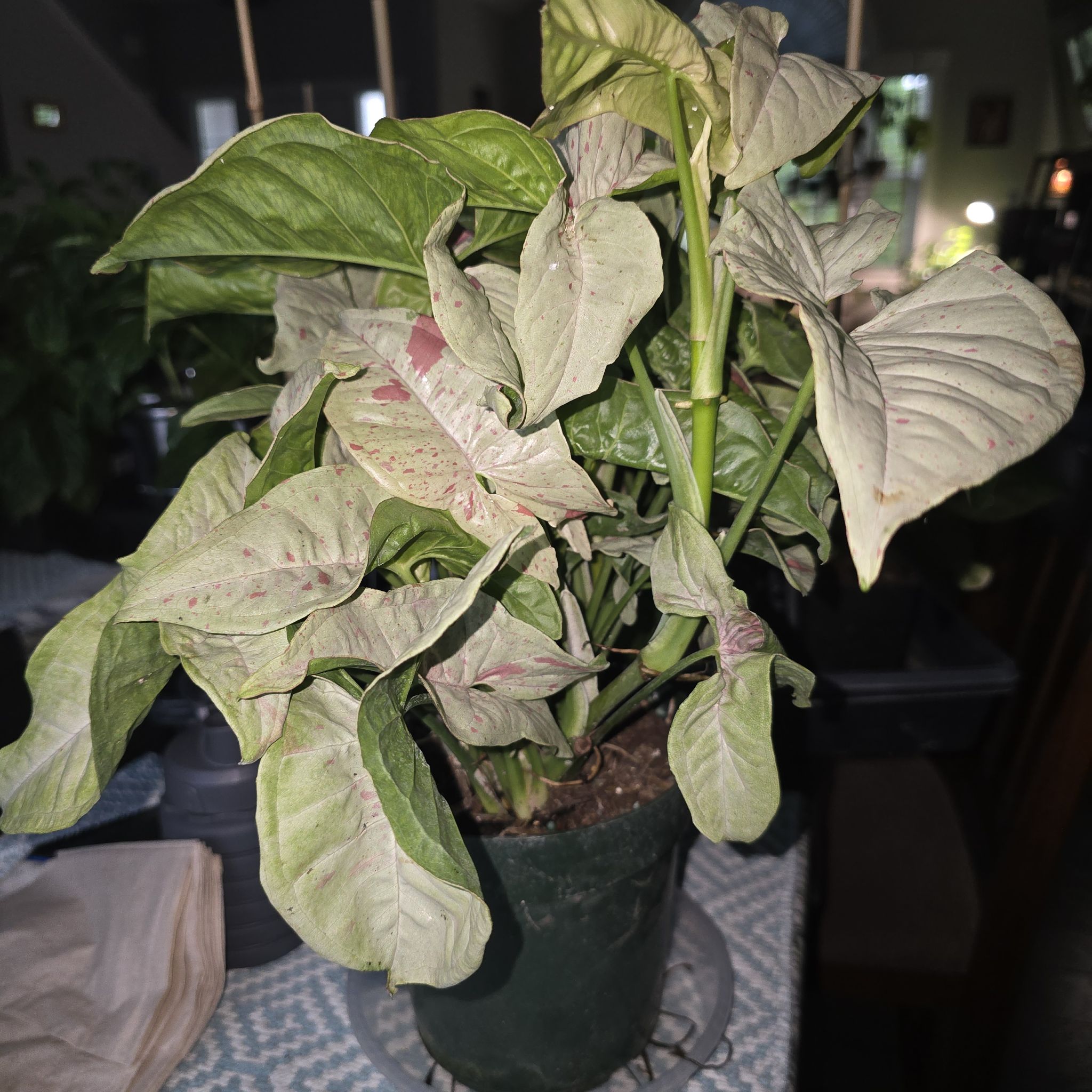 Photo of the plant species Syngonium 'Milk Confetti' by @ConvictiveMira0 named Confetti on Greg, the plant care app