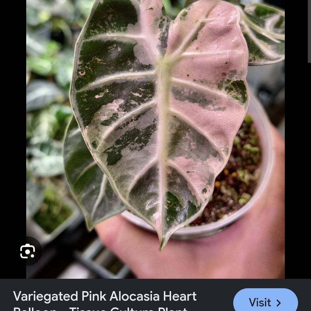 Photo of the plant species Alocasia 'Balloon Heart Pink' by @ConvictiveMira0 named Oz on Greg, the plant care app