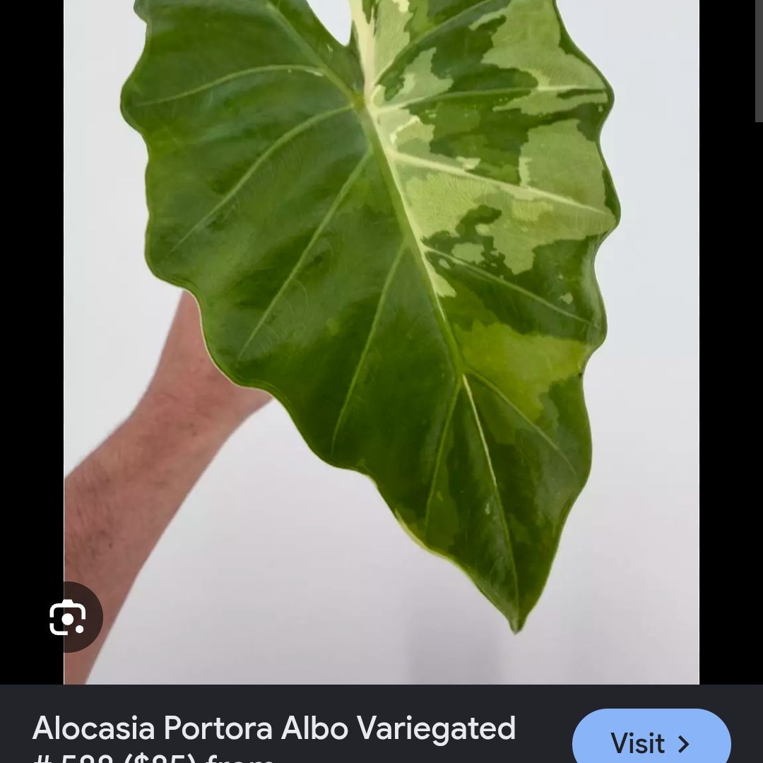 Photo of the plant species Alocasia 'Portora' by @ConvictiveMira0 named Porsche - Portora Albo Variegated on Greg, the plant care app