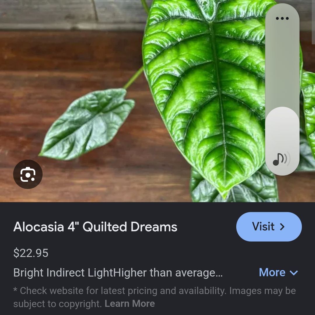 Photo of the plant species Alocasia by @ConvictiveMira0 named Q - Quilted dream on Greg, the plant care app