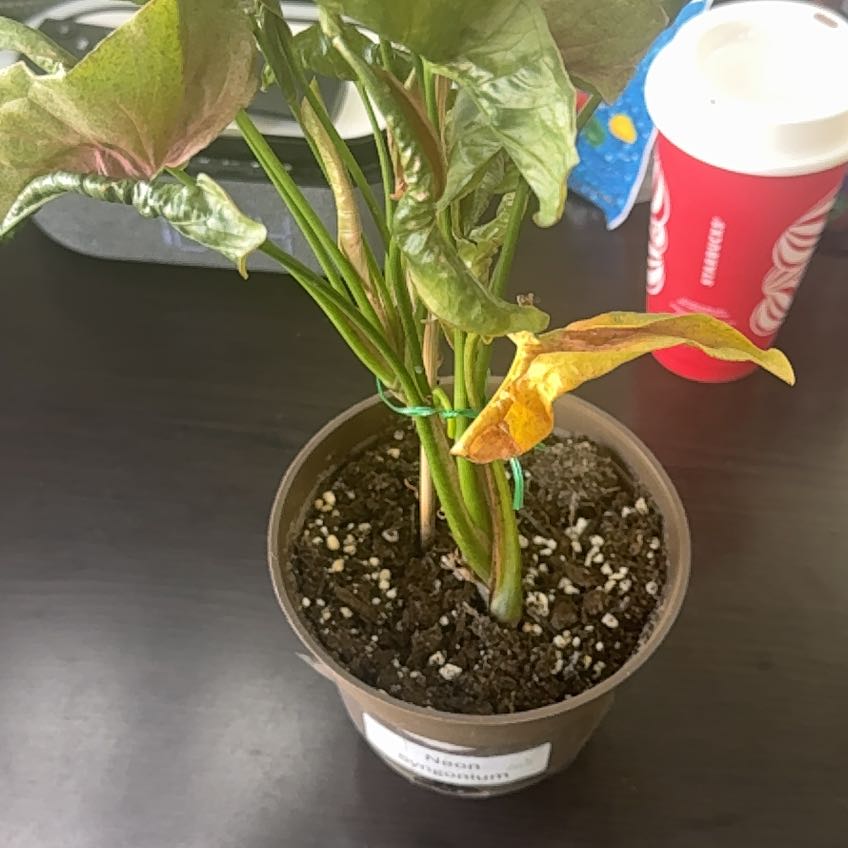 Photo of the plant species Neon Pink Arrowhead Plant by @WateredMaybe named Foxxy on Greg, the plant care app