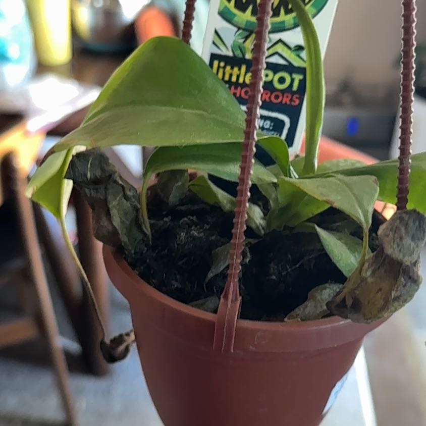 Photo of the plant species Nepenthes ventricosa Pitcher Plant by @WateredMaybe named Fernie Saunders on Greg, the plant care app