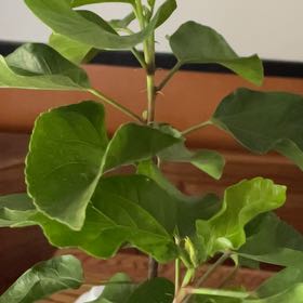 Photo of the plant species Tropical Hibiscuc Bush by @TopWavycap24 named Coco on Greg, the plant care app