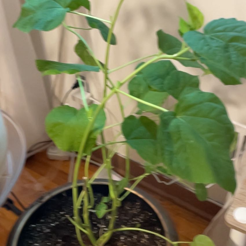 Photo of the plant species Hibiscus by @TopWavycap24 named Treeyoncé on Greg, the plant care app