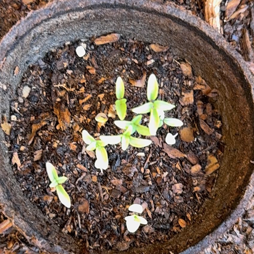 Photo of the plant species Cinnamon Basil by @RealChaya63 named Lola on Greg, the plant care app