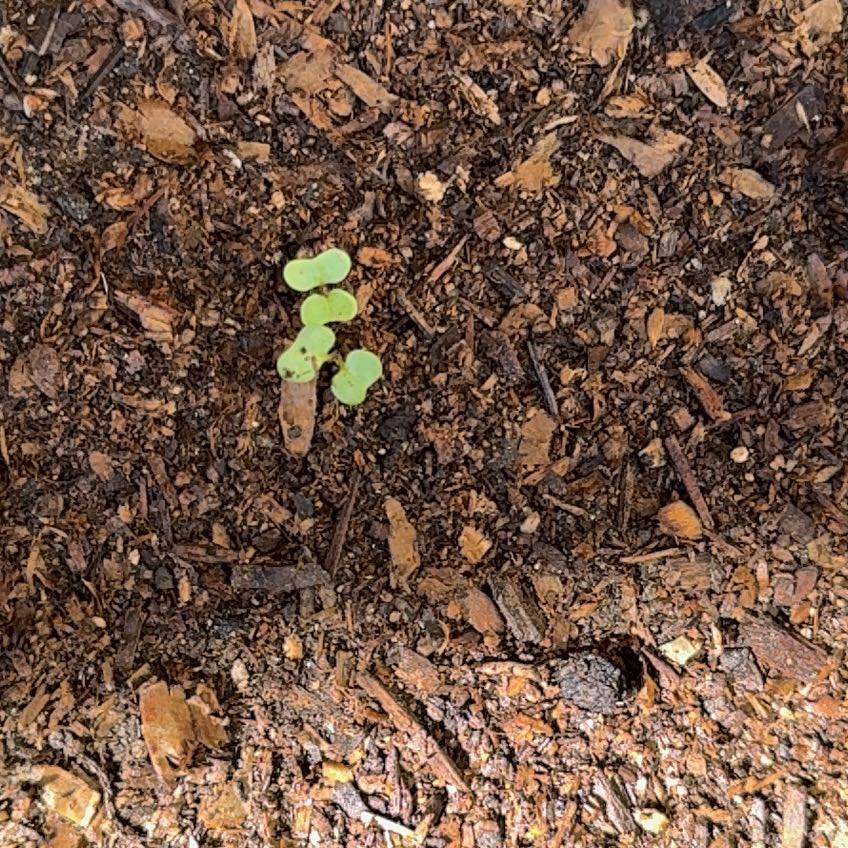 Photo of the plant species Broccoli by @RealChaya63 named Treeyoncé on Greg, the plant care app