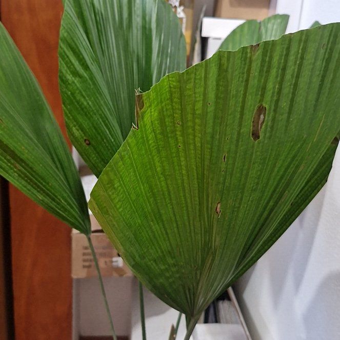 Photo of the plant species Panama Hat Plant by @ValorousGerbera named Demi on Greg, the plant care app
