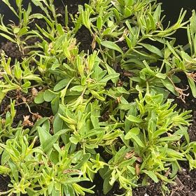 Photo of the plant species Perennial Savory by @BigCanna74 named Rainier on Greg, the plant care app