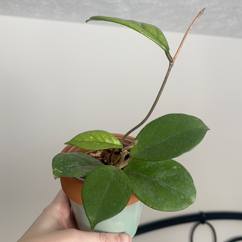 Hoya Fungii