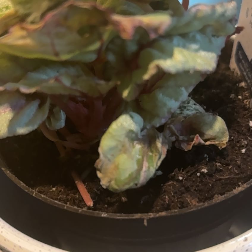 Photo of the plant species begonia rex by @KinglyTagetes36 named Muhammad Ali on Greg, the plant care app