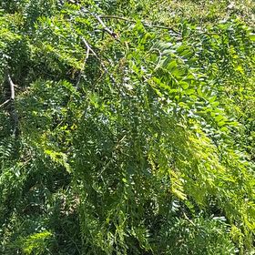 Photo of the plant species Western Honey Mesquite by @RegalRedrose25 named Leonardo on Greg, the plant care app