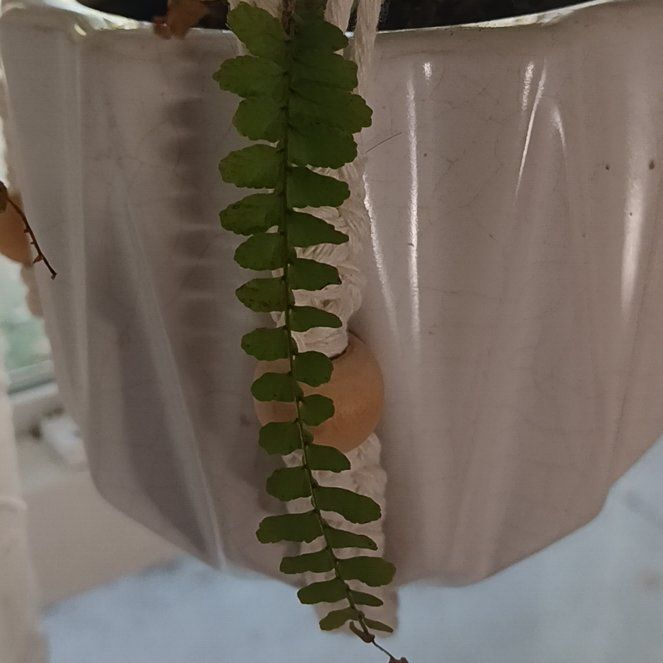 Photo of the plant species Ebony Spleenwort by @SilkenNapaea57 named Lebron on Greg, the plant care app