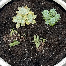 Photo of the plant species Succulent by @EarthyOlneya58 named Dolores on Greg, the plant care app
