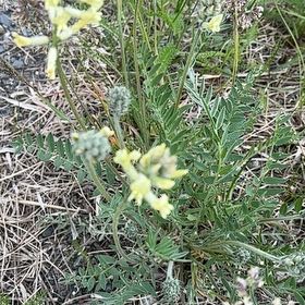 Photo of the plant species Chickpea Milkvetch by @GoldCapeweed81 named Gates on Greg, the plant care app