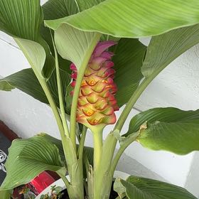Photo of the plant species Red Ginger by Megan named Ginger on Greg, the plant care app