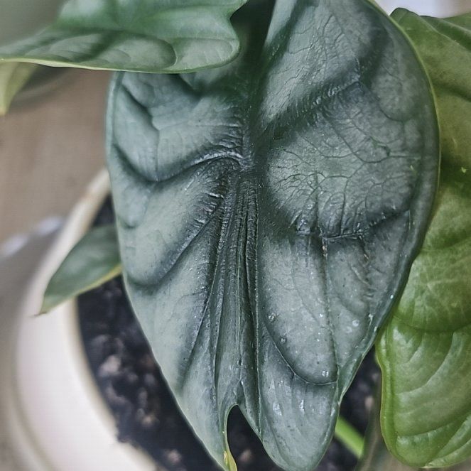 Photo of the plant species Alocasia Baginda Silver Dragon by @ValiantMastic66 named Diana on Greg, the plant care app