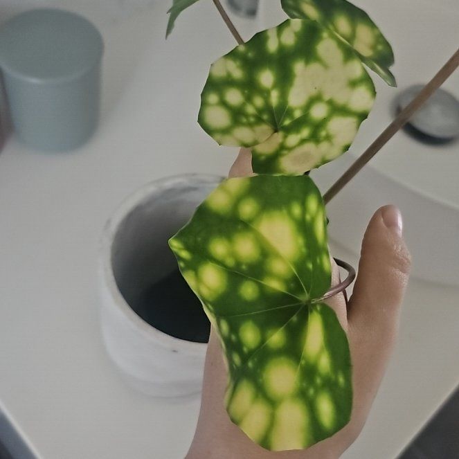 Photo of the plant species Leopard Plant 'Firefly' by @ValiantMastic66 named Scarlett on Greg, the plant care app