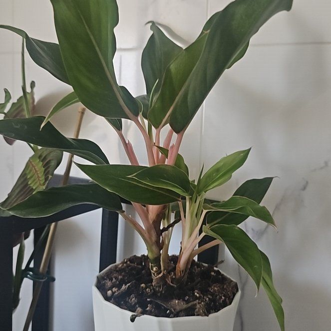 Photo of the plant species Aglaonema Spitfire by @ValiantMastic66 named Maya on Greg, the plant care app