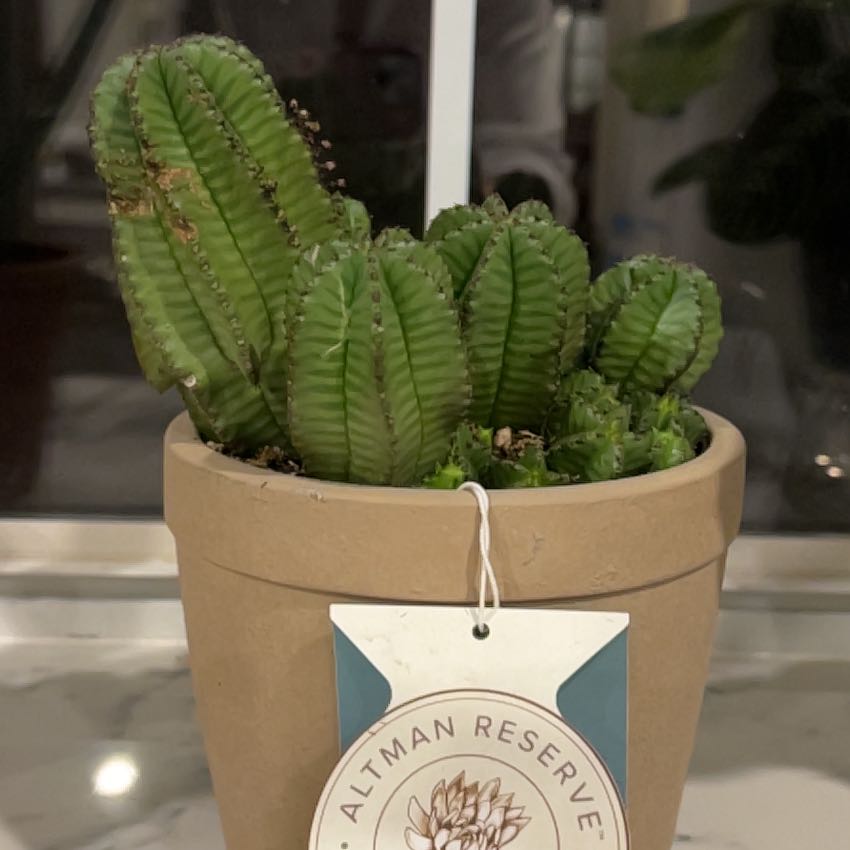 Photo of the plant species Tanzanian Zipper Plant by @HonestCowslip44 named Emerson on Greg, the plant care app