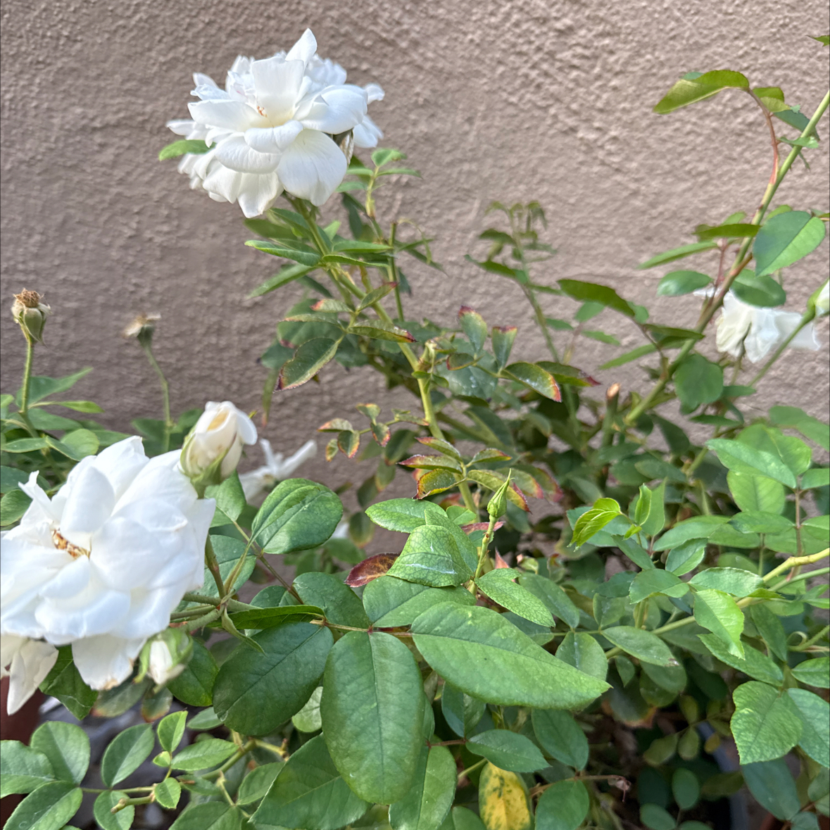 Photo of the plant species Iceberg Rose by @NewChickpea39 named Leonardo on Greg, the plant care app