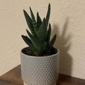 Photo of the plant species Pillansii by @ProMullein52 named Coco on Greg, the plant care app