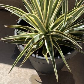 Photo of the plant species Mangave by @Cancer69dancer named Spencer on Greg, the plant care app