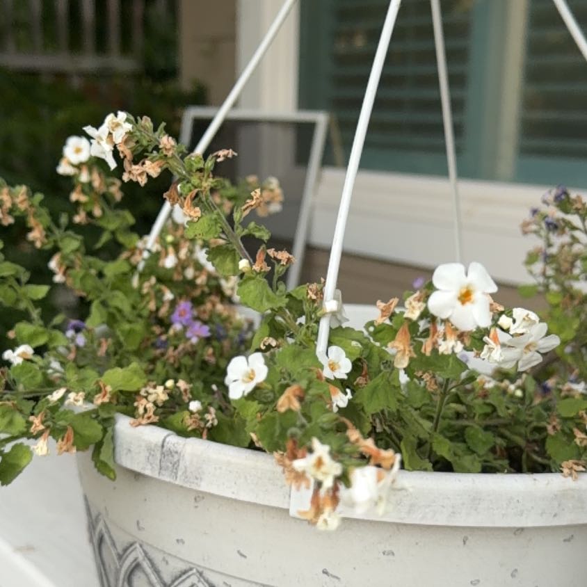 Photo of the plant species Multiflora Rose by @FancyWildrice98 named Rainier on Greg, the plant care app