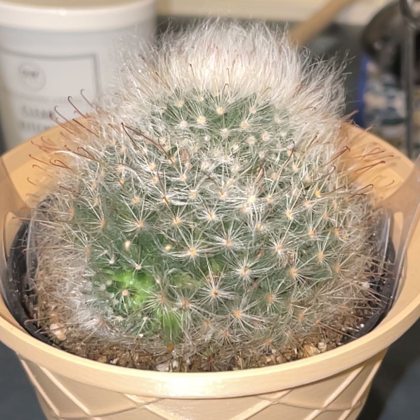 Photo of the plant species Powder Puff Cactus by @LadyShangrila45 named Keanu Leaves on Greg, the plant care app