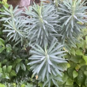 Photo of the plant species Albanian Spurge by @LadyShangrila45 named Mando on Greg, the plant care app